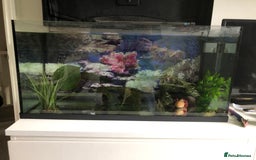 Other/Mixed Breed fish for sale: 5year old Axolotl  - Image 7