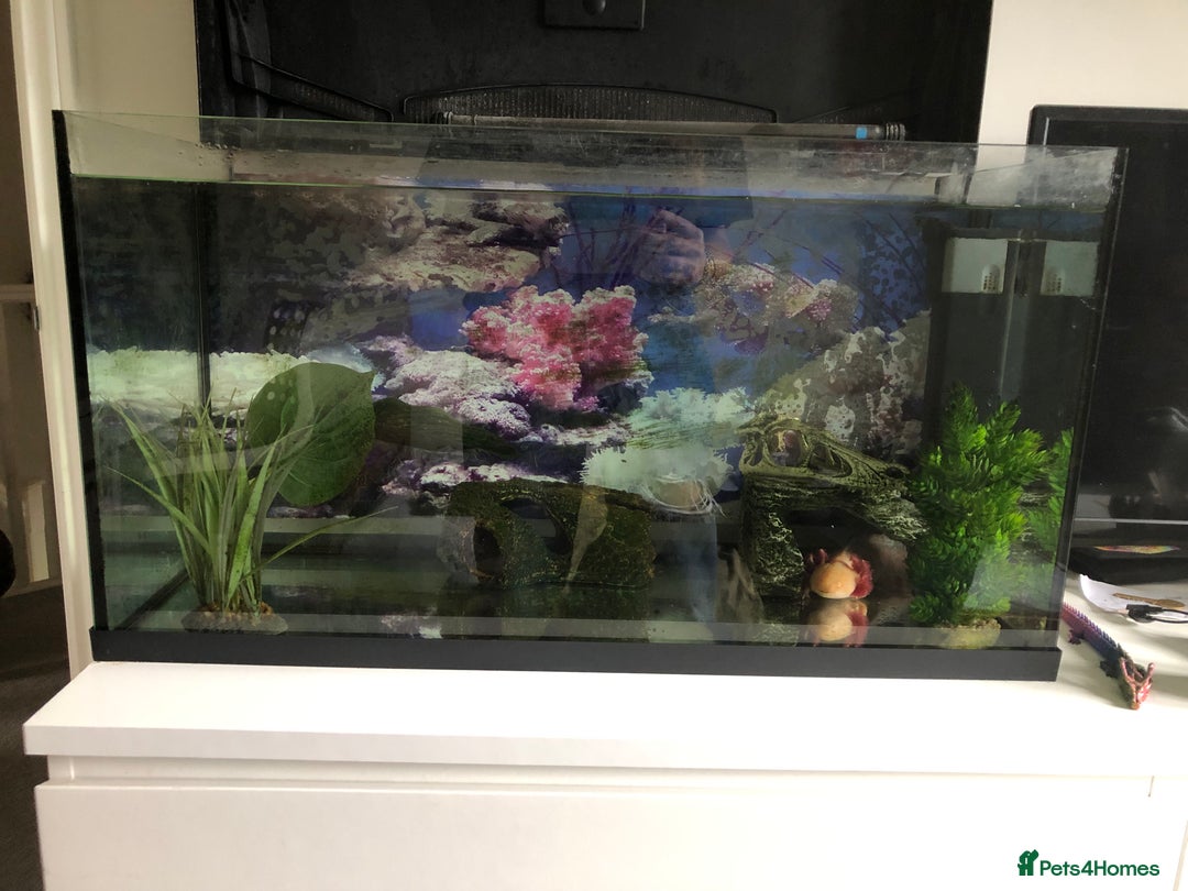 Other/Mixed Breed fish for sale: 5year old Axolotl  - Image 7