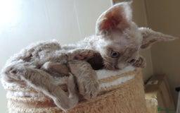 Devon Rex cats for sale: Beautiful Devon Rex Kittens - GCCF registered - Image 8