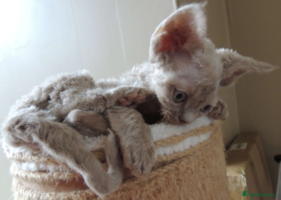 Devon Rex cats for sale: Beautiful Devon Rex Kittens - GCCF registered - Image 8