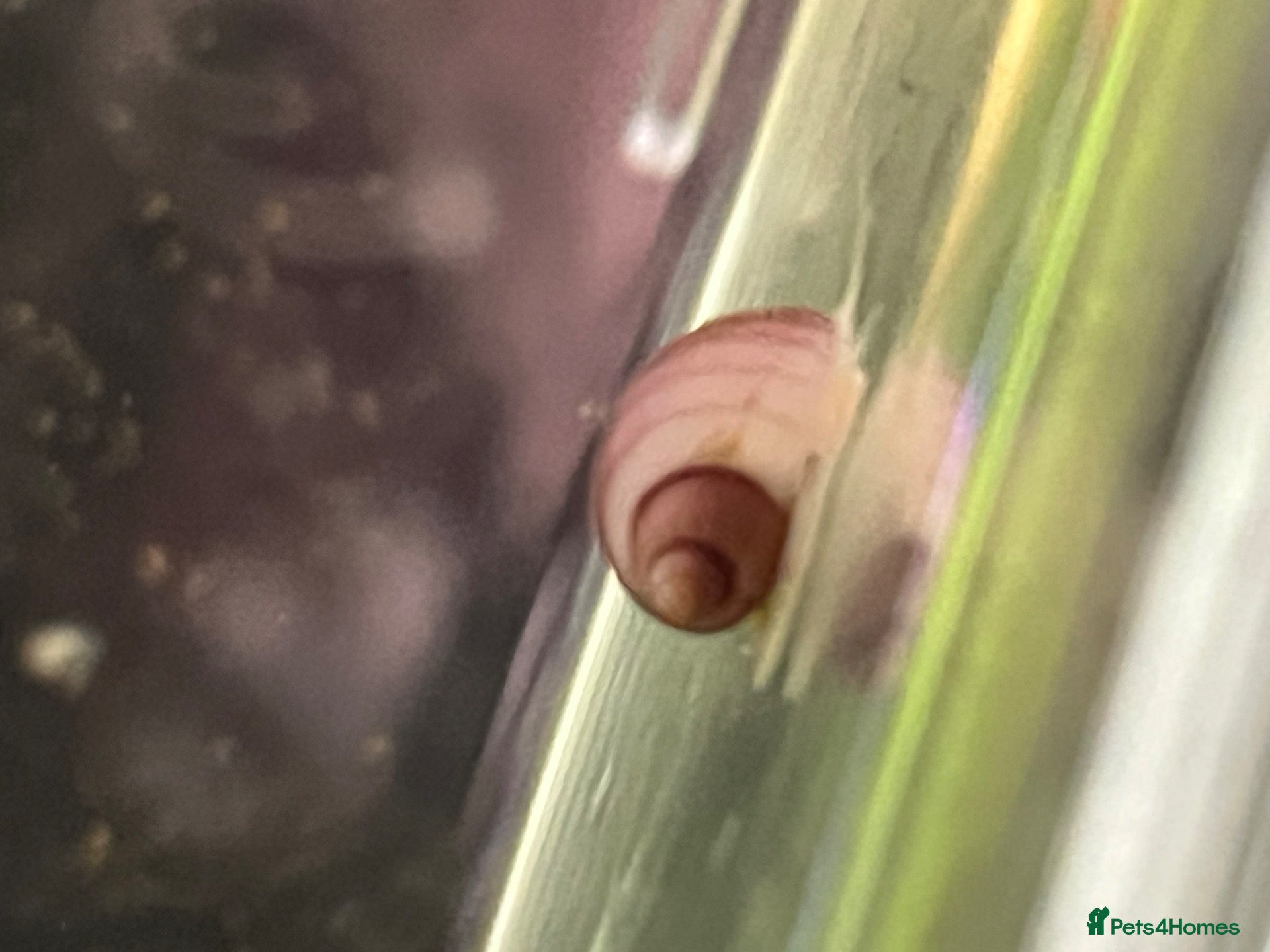 Snails fish Purple and Magenta Mystery Snails - Advert 9