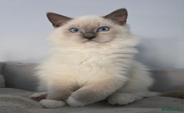 Ragdoll cats - Advert 7
