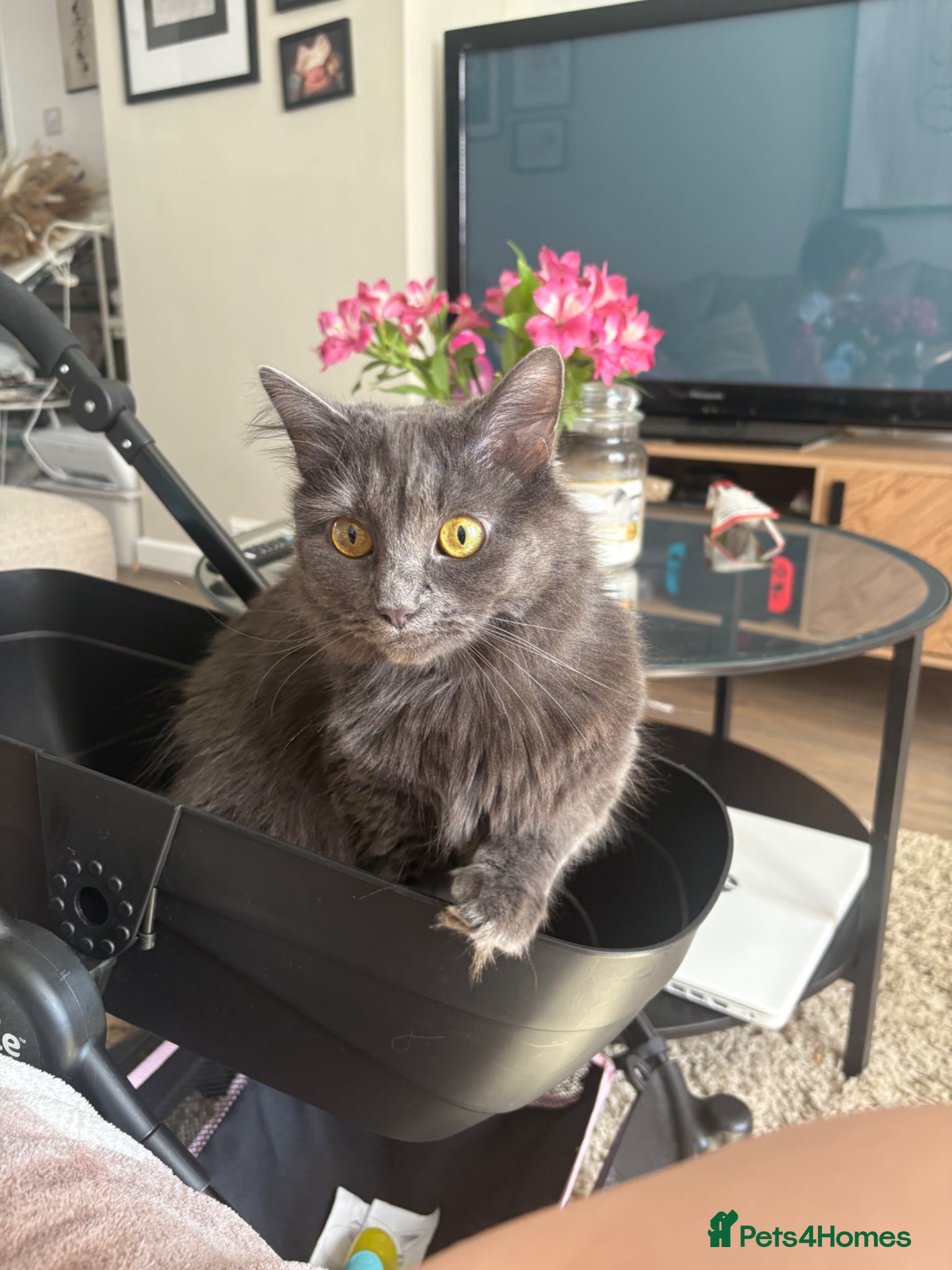 Mixed Breed cats Willow 3 yrs old Maine coon mix  - Advert 1