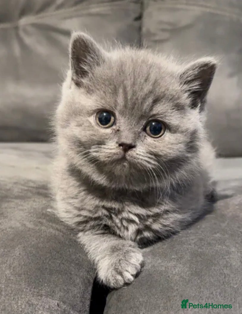 British Shorthair cats British short hairs  - Advert 16