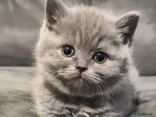 British Shorthair cats British short hairs - Advert 16