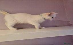 Ragdoll cats for sale: Loving half Ragdolls - Image 13