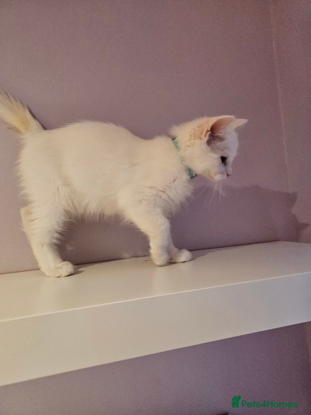 Ragdoll cats for sale: Loving half Ragdolls - Image 13
