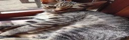 Bengal cats for sale: 🧡 Kitten Seeking One Well-Trained Human... 🐾 - Advert 8