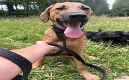 Mixed Breed dogs for adoption: Lykka - Norwich Norfolk  - Image 11