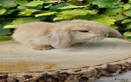 Mini Lop rabbits for sale: Pure bred mini lop baby rabbits ready now - Image 4