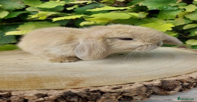 Mini Lop rabbits - Advert 9