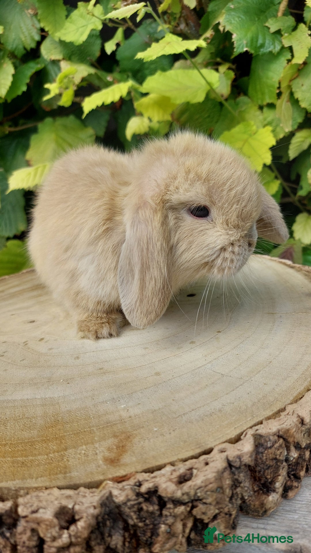 Mini Lop rabbits for sale: Pure bred mini lop baby rabbits ready now - Image 4