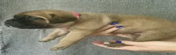 Cane Corso dogs for sale: Cane Corso puppys  - Advert 10