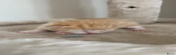 Domestic Shorthair cats for sale: 6 kittens  - Advert 10