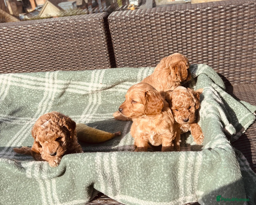 Mixed Breed dogs for sale: Hassan H - Advert 1