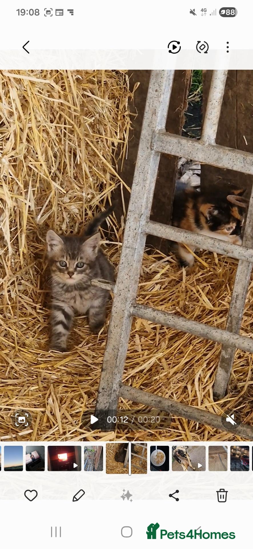 Mixed Breed cats Grey and tortoise shell kitten - Advert 6