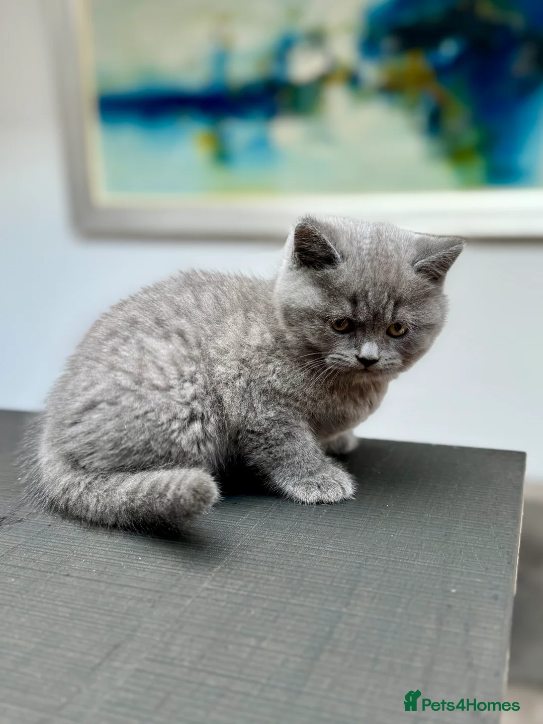 British Shorthair cats for sale: Stunning Pedigree British Shorthair Kittens - Advert 17