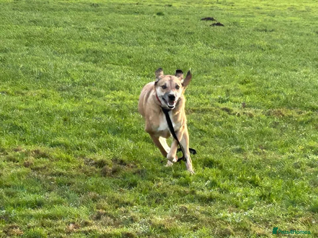 Mixed Breed dogs for adoption: Sara - Norwich Norfolk  - Advert 4