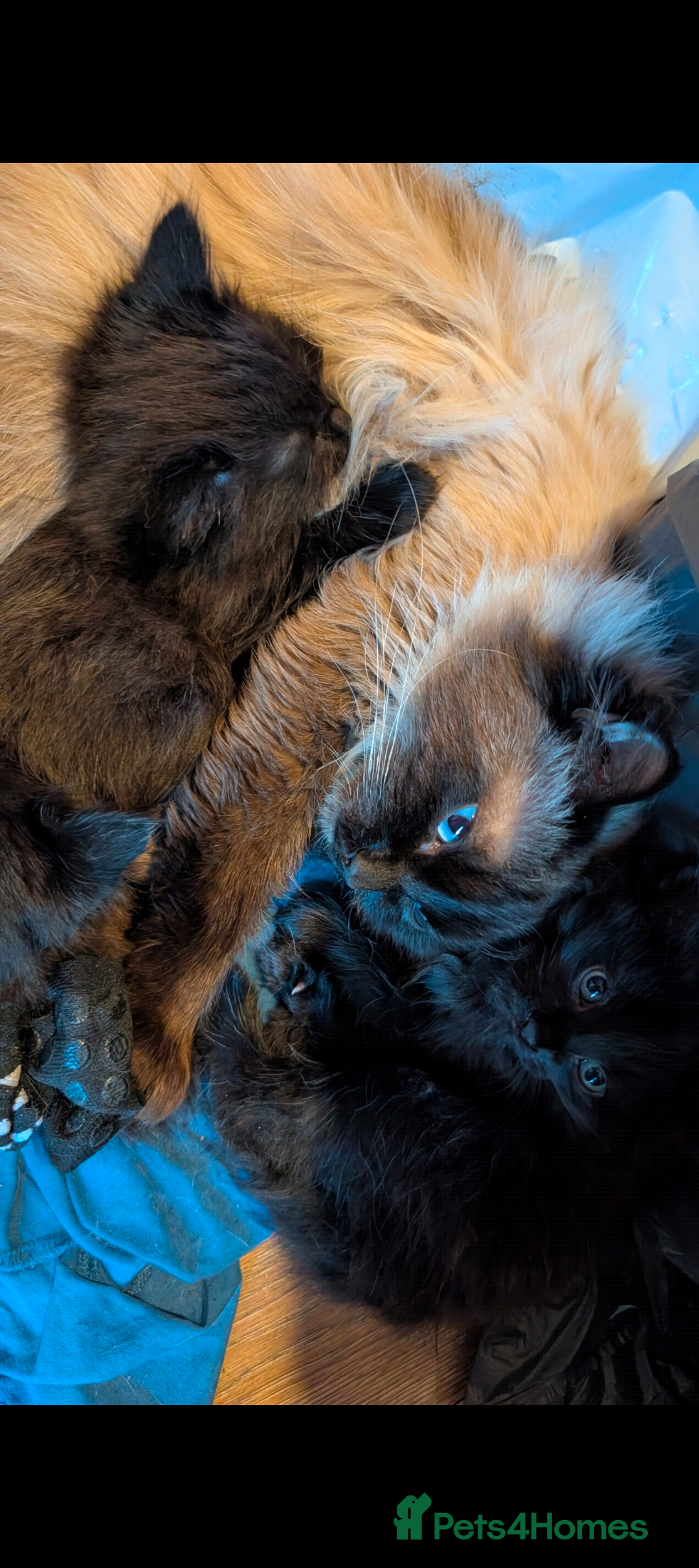 Ragdoll cats Half ragdoll fluffy kittens - Advert 1