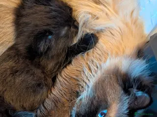 Ragdoll cats Half ragdoll fluffy kittens - Advert 1