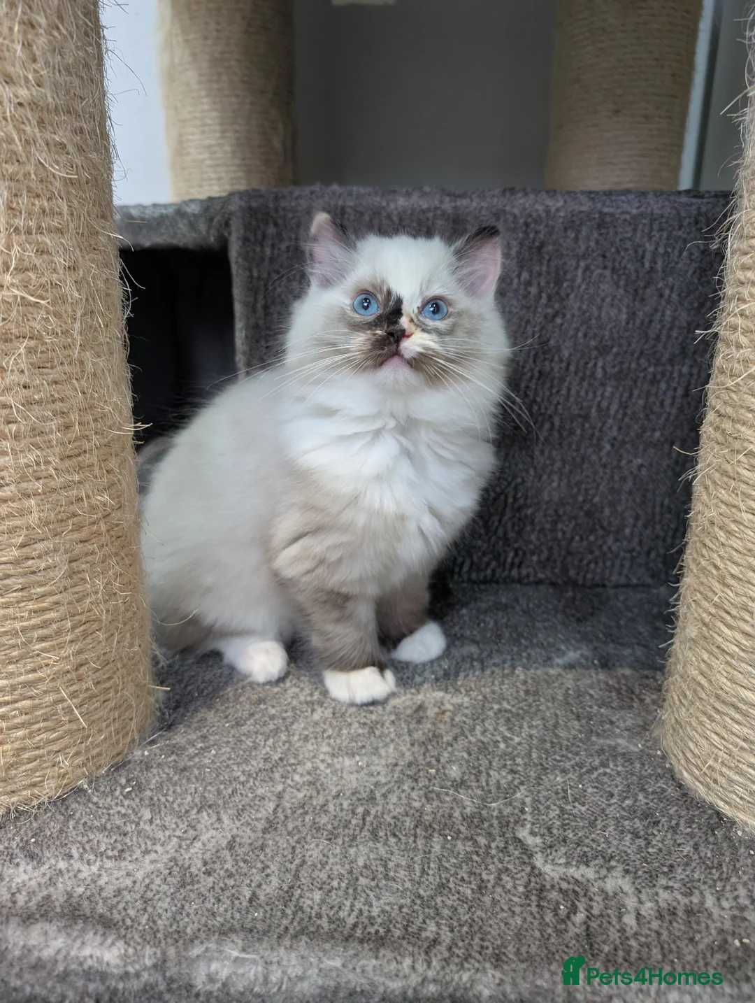 Ragdoll cats for sale: GCCF Active Female Ragdoll - Advert 9