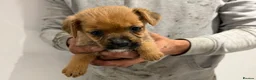 Mixed Breed dogs for sale: Border terrier x jack russel  - Advert 8