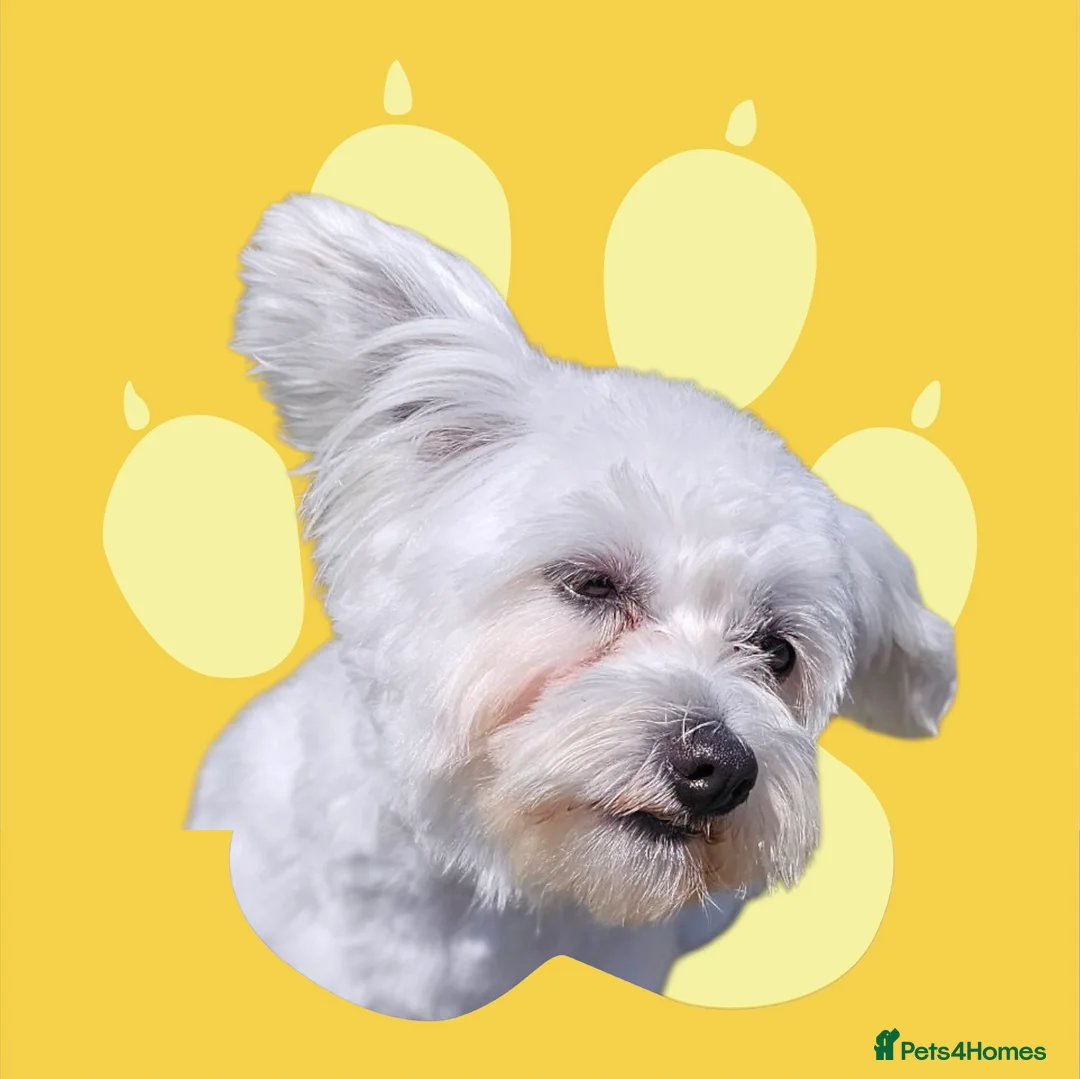 Bichon Frise dogs for stud: Bichon for Stud - Advert 1