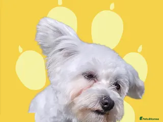 Bichon Frise dogs Bichon for Stud - Advert 1