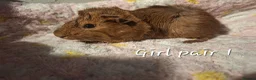 Guinea Pig rodents for sale: Guinea Pig pairs for sale  - Advert 3