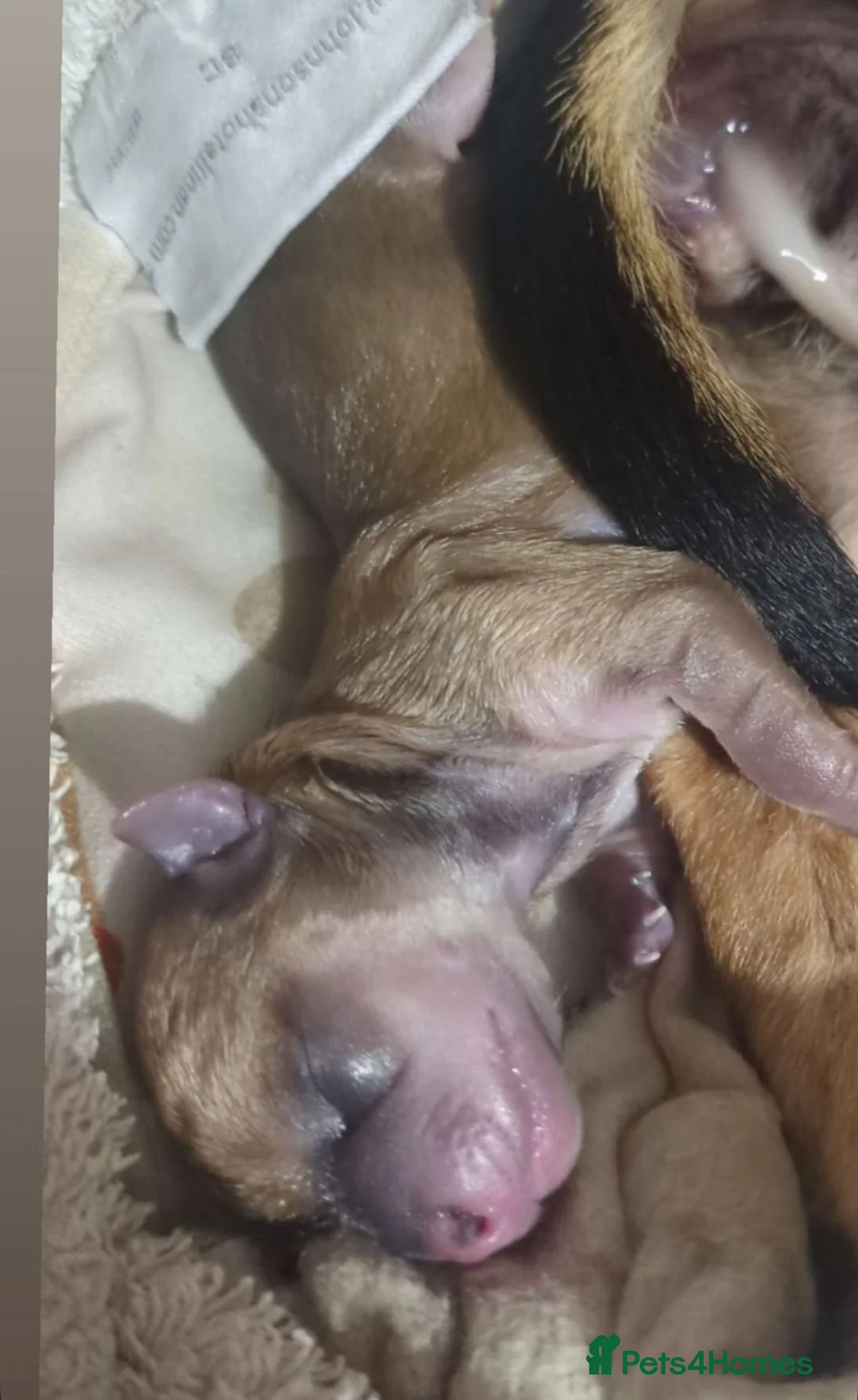 Chihuahua dogs for stud: Chihuahua for Stud - Advert 10