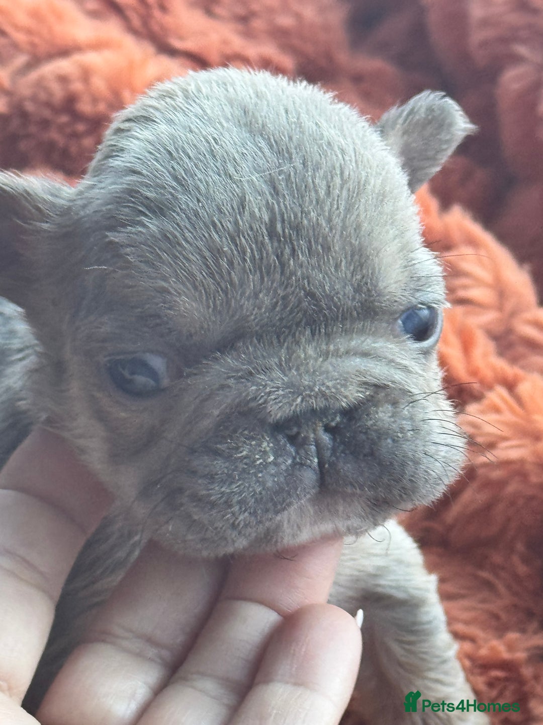 French Bulldog dogs for sale: 🩷🏡 Adorable fluffy French Bulldogs - Advert 26