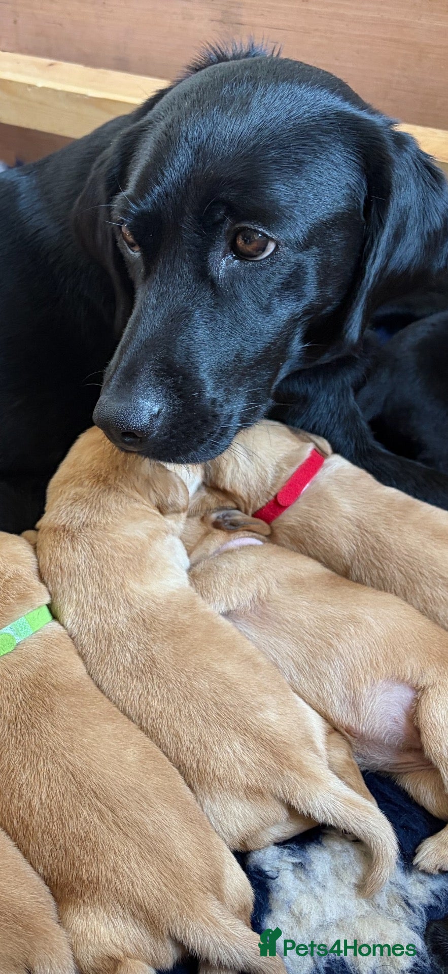 Labrador Retriever dogs Cracking KC Reg Labrador puppies for sale - Advert 1