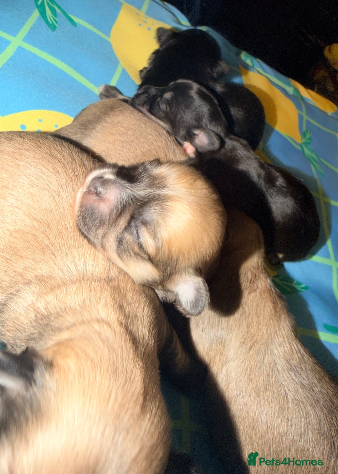 Mixed Breed dogs for sale: Malchi babies  - Advert 8