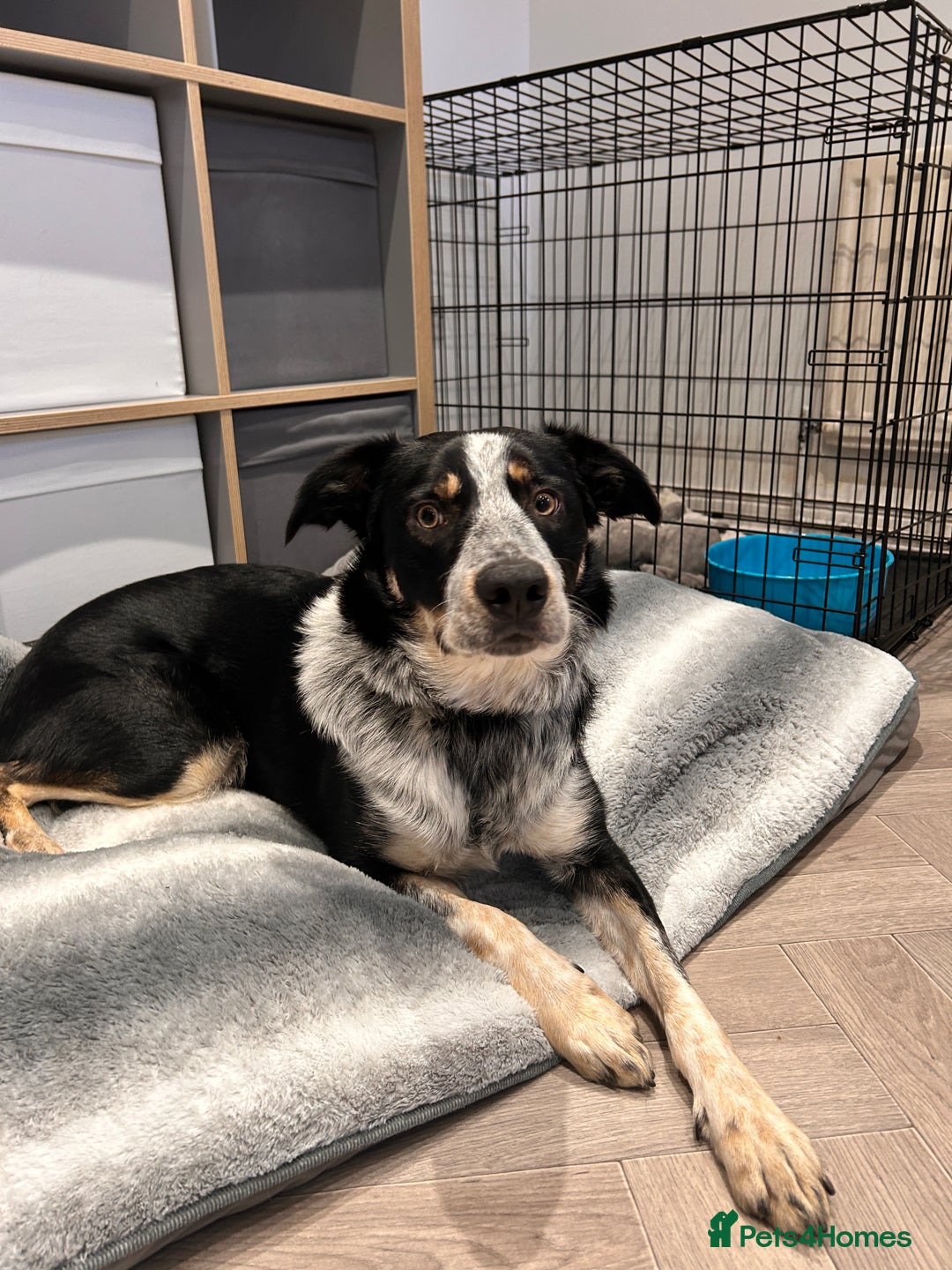 Border Collie dogs for sale: 11 month old Border collie  - Advert 10