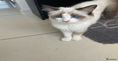 Ragdoll cats - Advert 3