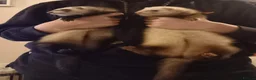 Ferret rodents for sale: Female ferrets  - Advert 4