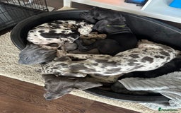 Mixed Breed dogs for sale: Italian Daniff Pups  - Image 1