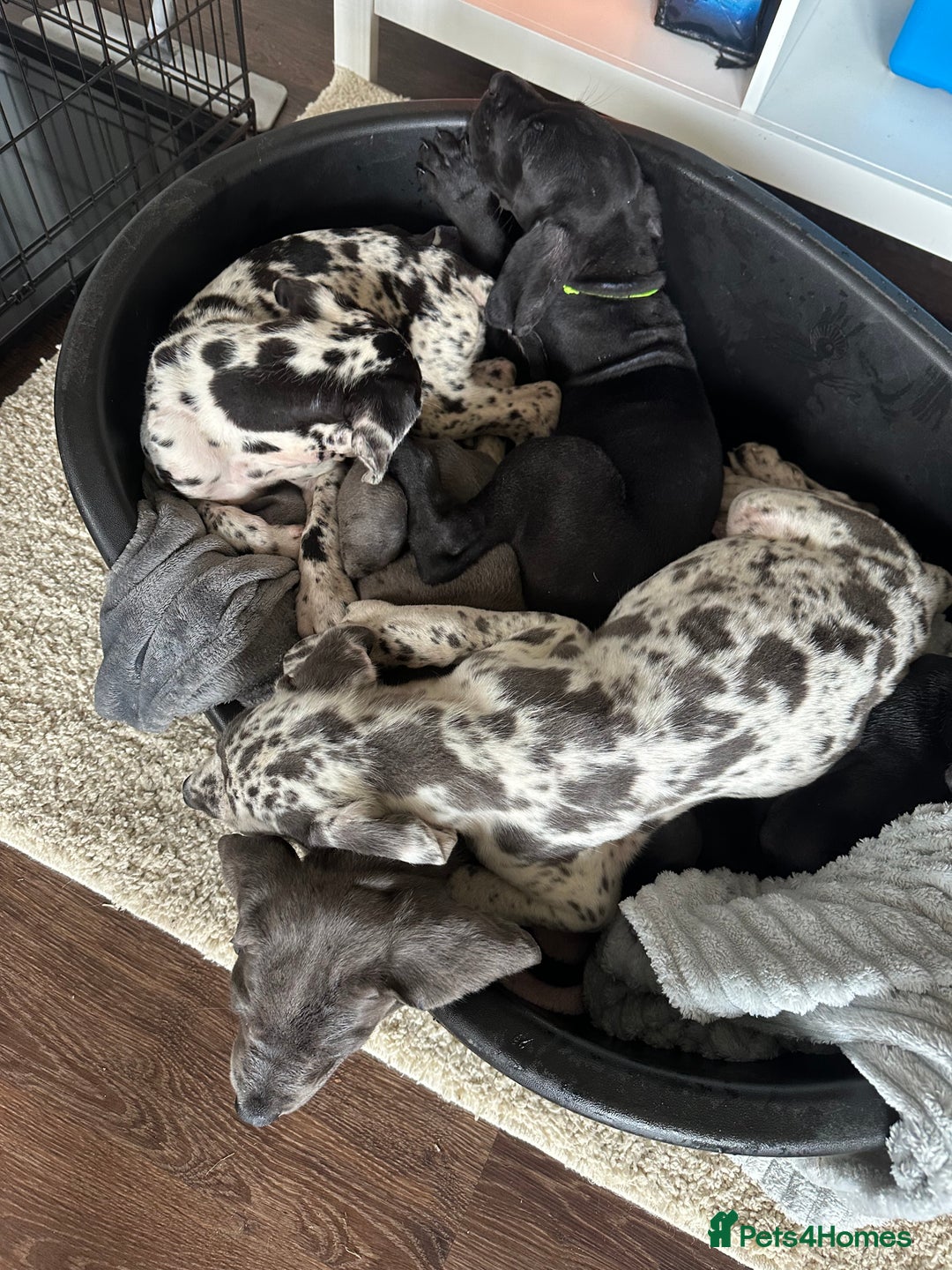 Mixed Breed dogs for sale: Italian Daniff Pups  - Image 1