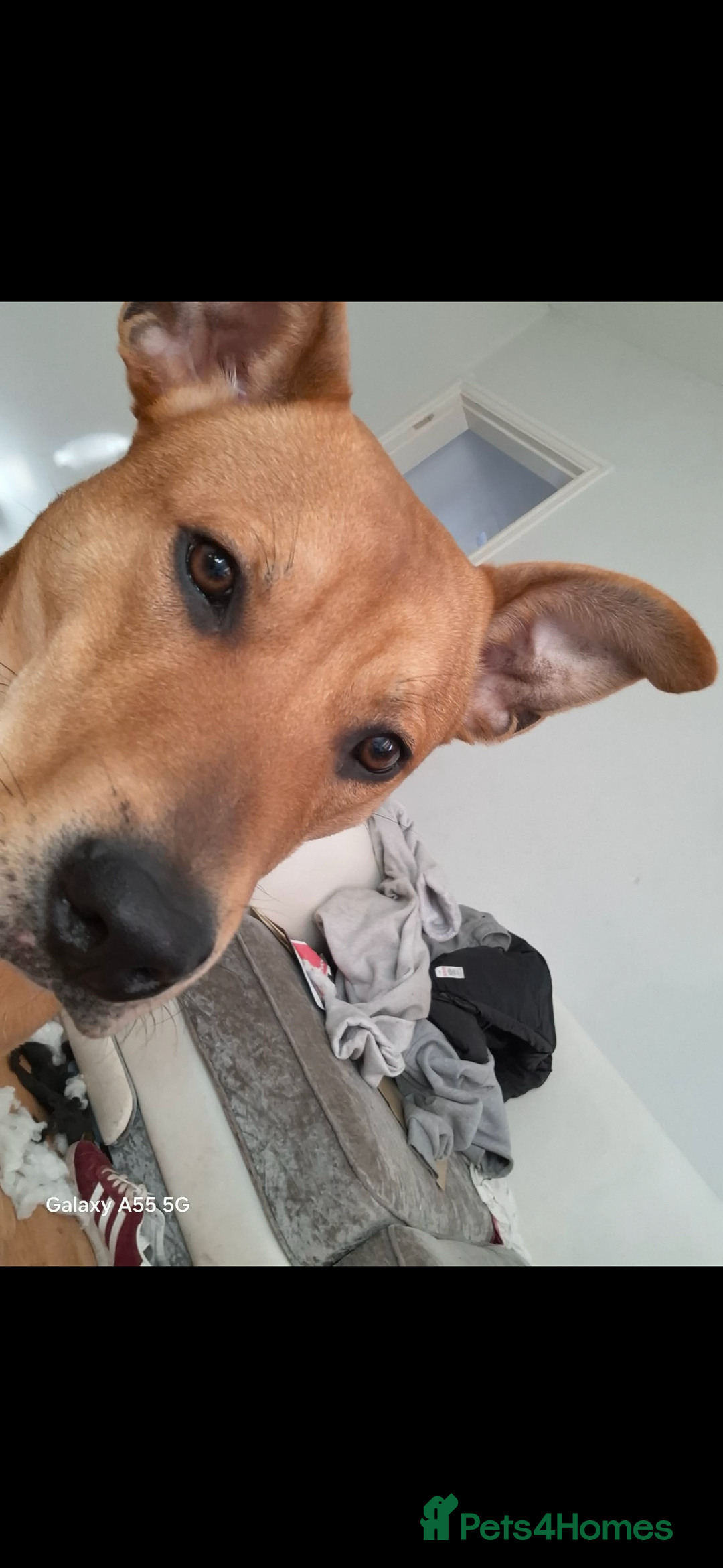 Mixed Breed dogs for sale:  Staffordshire bull terrier/ Belgian Malinois  - Advert 3