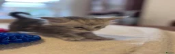 Maine Coon cats for sale: Fabulous Maine Coon Kittens with Pedigree For Sale - Advert 4