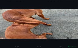Labrador Retriever dogs for stud: Health tested- Kc registered Fox Red Labrador for  in York - Image 8