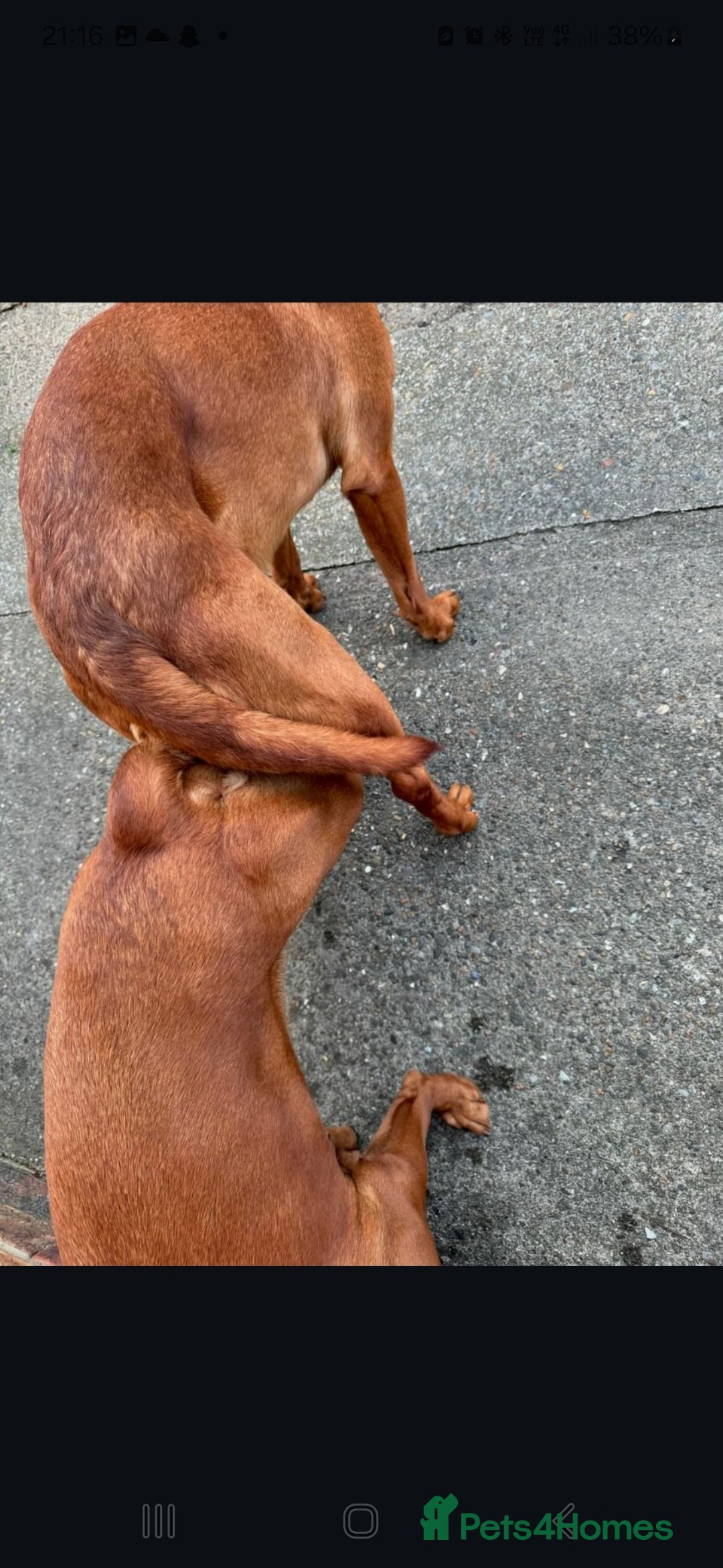 Labrador Retriever dogs for stud: Health tested- Kc registered Fox Red Labrador for  in York - Image 8