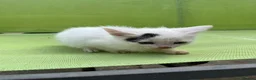 Mixed Breed cats for sale: Pretty Kittens ready now - Advert 5