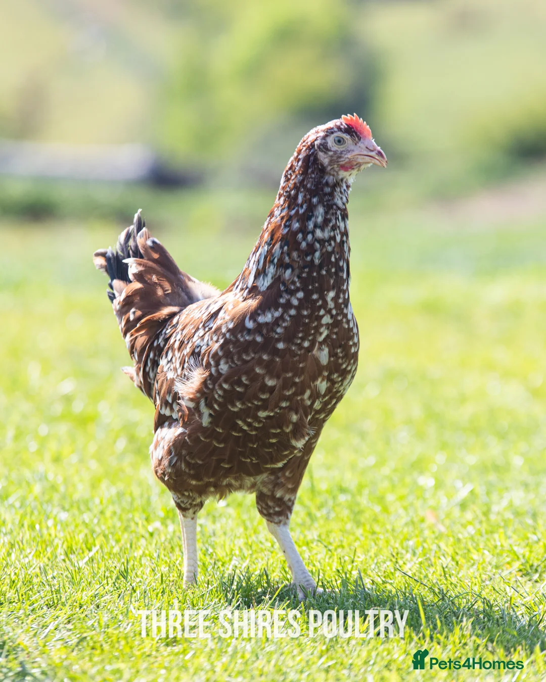 Chickens poultry for sale: Millefleur  - Advert 1