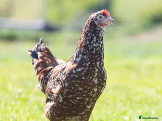 Chickens poultry for sale: Millefleur - Advert 4