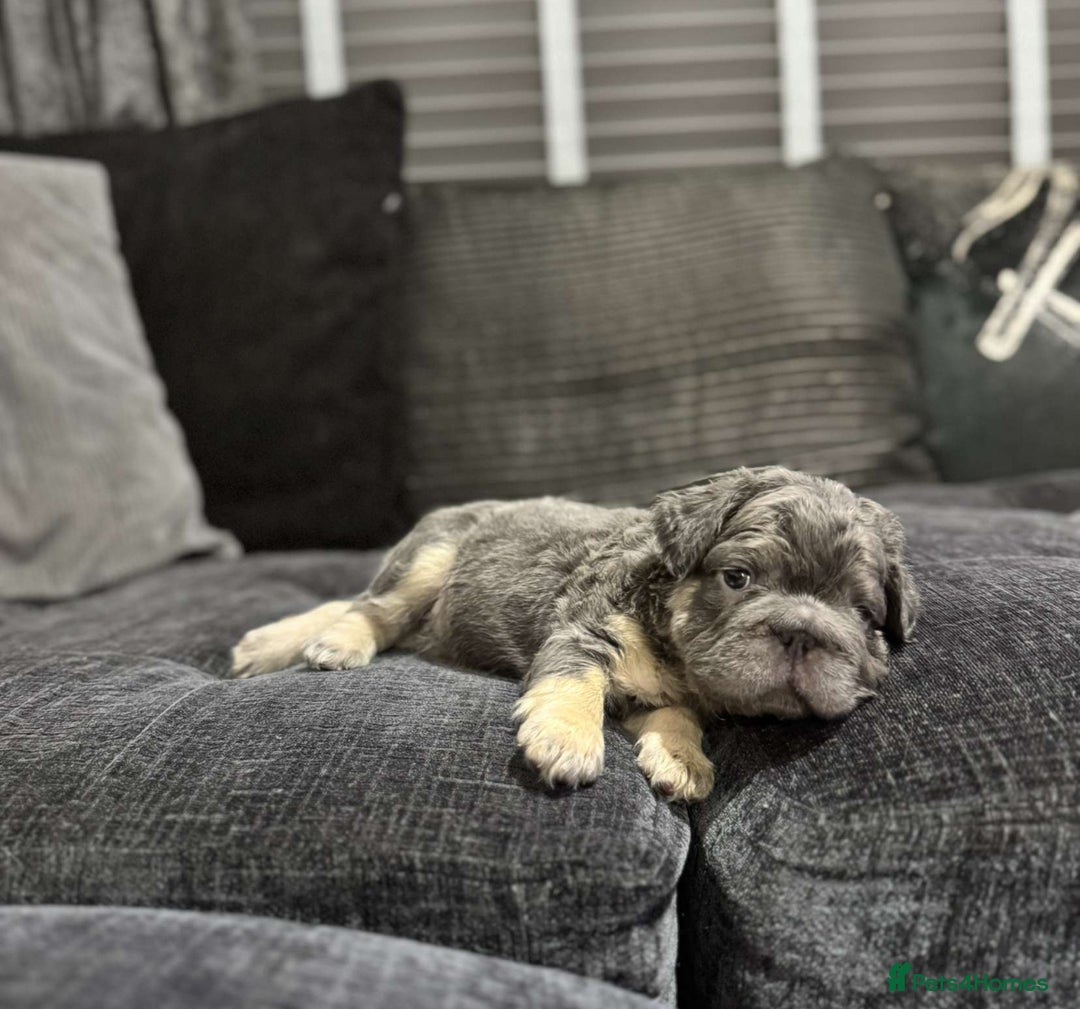 French Bulldog dogs for sale: High Quality French Bulldog Puppies  - Image 28