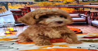 Cockapoo dogs - Advert 1