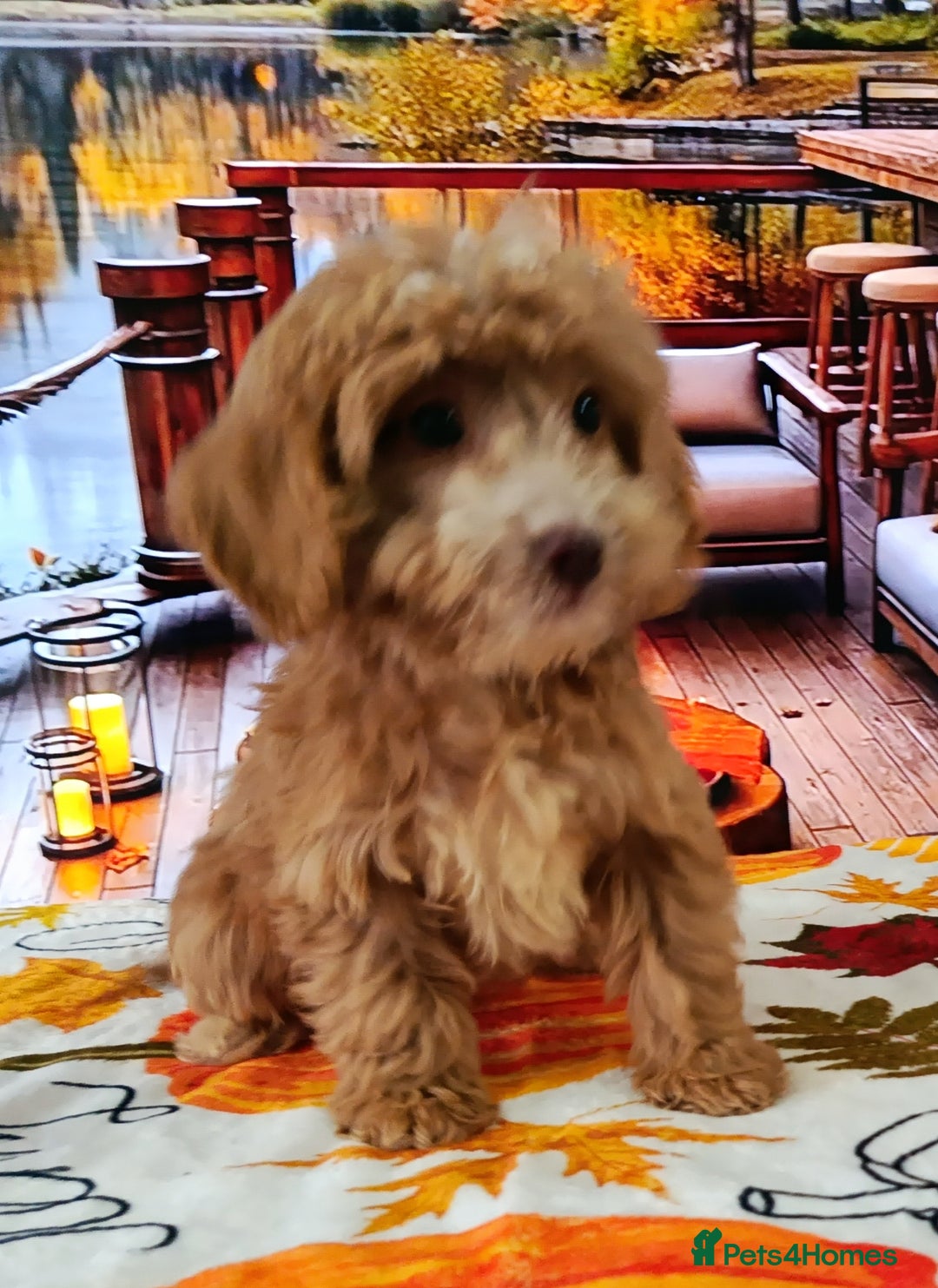 Cockapoo dogs for sale: EXTENSIVELY HEALTH TESTED PARENTS F1 COCKAPOOS - Image 3