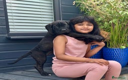 Mixed Breed dogs for sale: Last Four Mastiff pups available  - Image 3