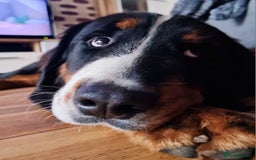 Bernese Mountain Dog dogs for sale: 10 months old BMD girl - Image 3